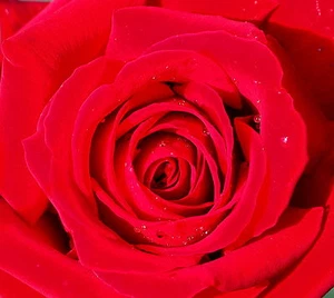 Rosa 'Ingrid Bergmann' ® Rose Edelrose Teehybride Güteklasse A im Container - Bild 1 von 3