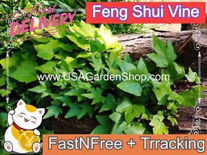 Hedera helix plant Feng Shui Plant Chang Chun Teng Dây thường xuân 10 LIVE Cut