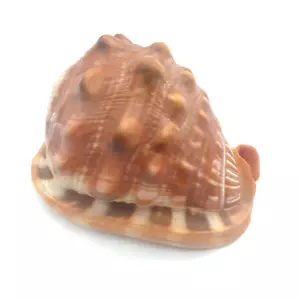 Cameo Red Helmet Bullmouth Conch Sea Shell Cassis Rufa 4.5" - Picture 1 of 7