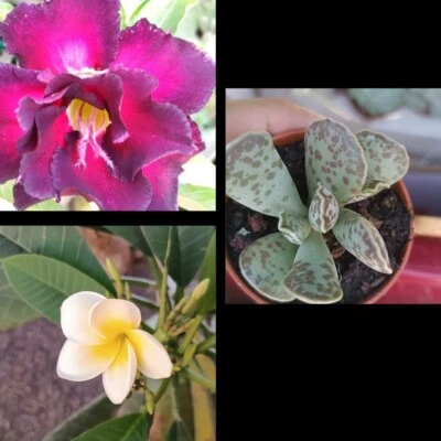 Adenium Obesum, Adromischus Y Esquejes De Plumeria - Image 1 of 4