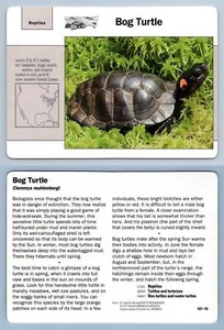 Bog Turtle #107.10 - Reptiles - Grolier Wildlife Adventure Card - Picture 1 of 1