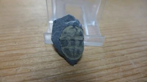 GEOLOGICAL ENTERPRISES Ordovician trilobite Ogyginus corndensis Radnor Wales - Picture 1 of 5