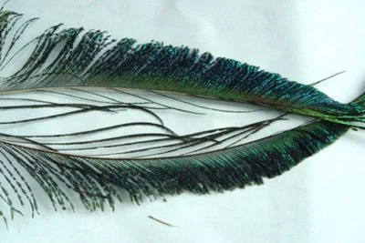 PECHETRUITE PAIRE de couteaux PAON montage mouche peacock sabre feather fly tying