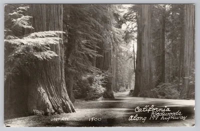 California Redwoods Along 199 Highway Art Ray RPPC Postcard - Image 1 of 2