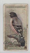1924 Ogden's Foreign Birds Tobacco Lanceolated Jay #27 6wp