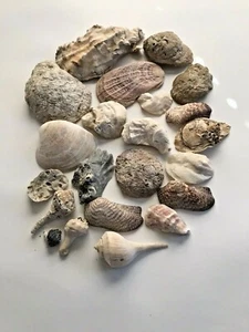 Lot of 22 Shells Mixed Varieties Sizes Colors Shapes Collectible Craft Beach  - Picture 1 of 2
