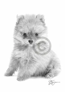 POMERANIAN PUPPY art pencil drawing print A4 only signed by artist Toy Dog - Picture 1 of 1