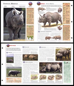 Ausklappbares Blatt - Indisches Nashorn (Nashorn) - 169 - Bild 1 von 1