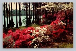 Postal Massachusetts principios de primavera flores flores pantano de colección - Imagen 1 de 2