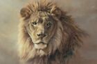 His Majesty by Kalon Baughan Art Print Lion Wildlife Safari Poster 11x14