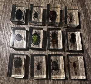 Acrylic Insect for sale | eBay