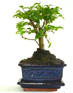 Ligustrum (Maidenhair Tree) Bonsai Tree Broom Style - supplied with ceramic drip - Picture 1 of 4