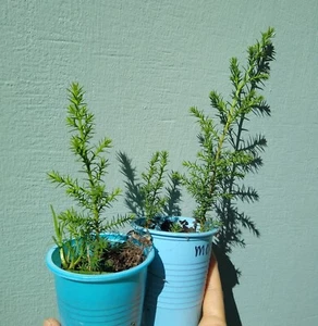 Monterey Cypress Cupressus macrocarpa 25 Seeds - Picture 1 of 11
