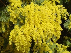 Acacia Dealbata Tree Shrub 1,000 Seeds, Silver Wattle Mimosa Fragrant Bush - Picture 1 of 5