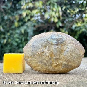 Asaphid pygidium fossil trilobite - ordovician | sweden | alice purnell - Picture 1 of 1