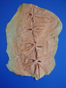 JEEPERS CREEPERS 1 PRODUCTION MADE PROM KING AND QUEEN STICHED SKIN APPLIANCE - Picture 1 of 24