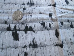 Hoffman California Cotton Fabrics - Still of the Night - Birch Trees - 1 1/2 Yd. - Picture 1 of 4