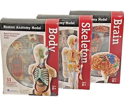 Recursos de Aprendizaje Anatomía Humana Modelos Cerebro, Esqueleto y Cuerpo. ¡Regalo escolar médico! Foto 1 de 4