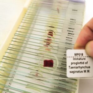 50 Kinds Set Medical Microscope Parasites Specimen Parasitology Prepared Slides