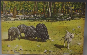 POSTCARD WILD ANIMAL FARM SHEEP AND GOAT POCONOS PA 1940's 1-84 VINTAGE - Picture 1 of 4