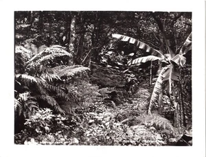 Tahiti. Gauthier.Splendeur de la Végétation Tahitienne.Photo Originale 18x23,5cm - Picture 1 of 5