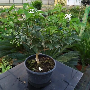 Gelsomino Bianco Super profumato Per Bonsai Di 4 Anni Invaso 18 Cm/25€+5€spediz - Foto 1 di 6