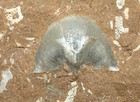 Fantastic Bekkerina dorsata   -Upper Ordovician  brachiopod + bryozoa