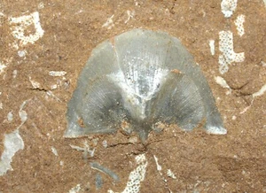Traumhafte Bekkerina dorsata - Oberordovizium Brachiopode + Bryozoen - Bild 1 von 8