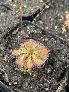 Drosera Spatulata - Picture 1 of 4