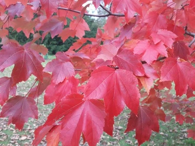Red Maple Tree 🍁Acer rubrum 40/60cm tall Amazing Autumn Colours (2L) - Image 1 of 4
