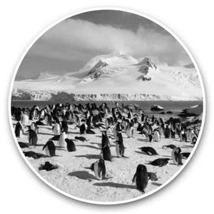 2 x Vinyl Stickers 30cm (bw) - Awesome Emperor Penguins Bird Arctic #41526 - Afbeelding 1 van 8