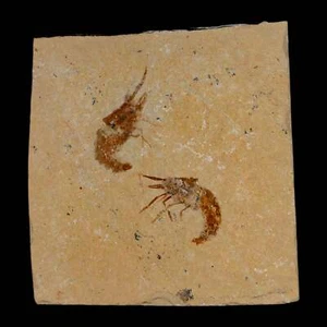 2 zwei fossile Garnelen Carpopenaeus Kreidezeit 100 Mil Jahre alt Libanon COA - Bild 1 von 7