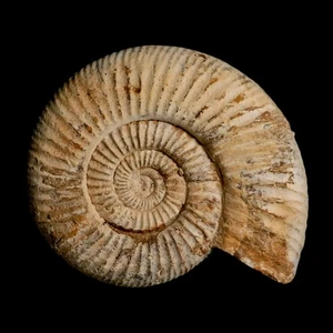 97MM Perisphinctes Ammonite Fossil Nautilus Madagascar Jurassic Age COA - Picture 1 of 9