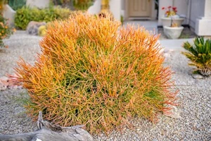 Euphorbia 'Tirucalli' Firesticks - FAST GROWING! Rare Succulent - Picture 1 of 6