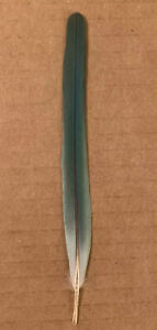 Quaker Center Tail Feather 6.375” Inches Blue Monk Parakeet Parrot Feathers