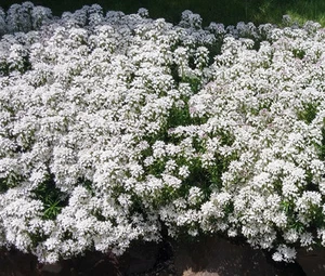 CANDYTUFT WHITE EVERGREEN PERENNIAL Iberis Sempervirens - 100 Seeds - Picture 1 of 8