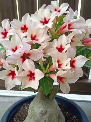 Rosa Del Desierto Adenium Obesum - Image 1 of 3