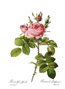 Botanical Print, Redoute Roses, Rosa bifera officinalis. 1978 reproduction print - Picture 1 of 1
