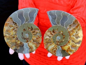 7" Ammonite Pair, Madagascar! AMN102 - Picture 1 of 3