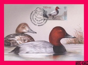 KYRGYZSTAN 2024-2025 Fauna Bird Common Pochard Red-Head Duck Maxicard Card - Picture 1 of 1