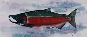 Coho Lachsdruck von Cooper - Angeln - Bild 1 von 1
