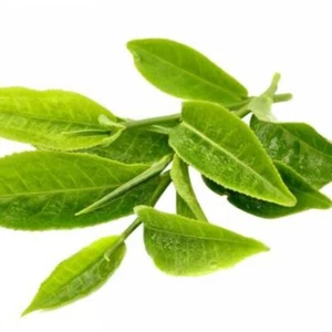 1 Pack 10 Camellia sinensis Seeds Chinese Green Tea Seed Organic