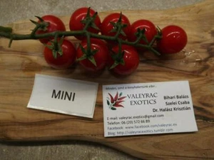 Mini-Tomate - 5+ Samen - Erbstück Gemüsesamen! P 304 - Bild 1 von 1