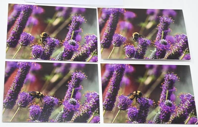Juego de 4 tarjetas fotográficas en blanco 5x7 con sobres y fundas - abejas sobre lavanda Foto 1 de 4