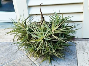 Tillandsia Tenuifolia - Pianta grande larghezza 40 cm oltre 30 ciuffi - Foto 1 di 4