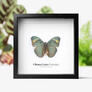 Ghana Ceres Forrester Polilla Mariposa Insecto Insecto Entomología Taxidermia Caja Marco - Imagen 1 de 3