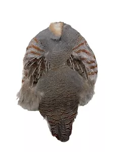 Hungarian Partridge Skin, #1 Dubbin Hackle Premium Fly Tying Feathers - Picture 1 of 3
