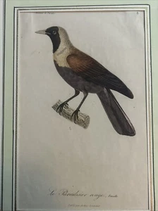 Ornitologia Acquaforte”uccello rosso del paradiso”Arthus-Bertrand, Paris, 1835 - Picture 1 of 6