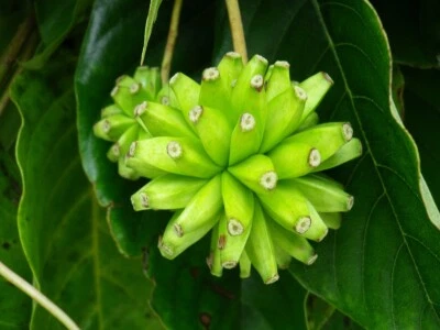 Camptotheca Acuminata 150 Seeds, Happy Tree, Tree Of Life, Cancer Tree - Image 1 of 4