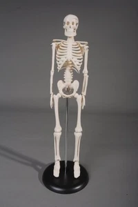 Esqueleto humano de 16,5" de alto, anatómico, Halloween, NUEVO - Imagen 1 de 4